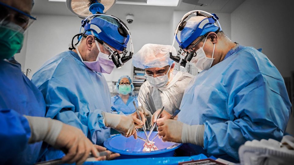 Doctors wearing masks and surgical gowns surrounding a pig heart and using surgical tools to prepare for xenotransplantation