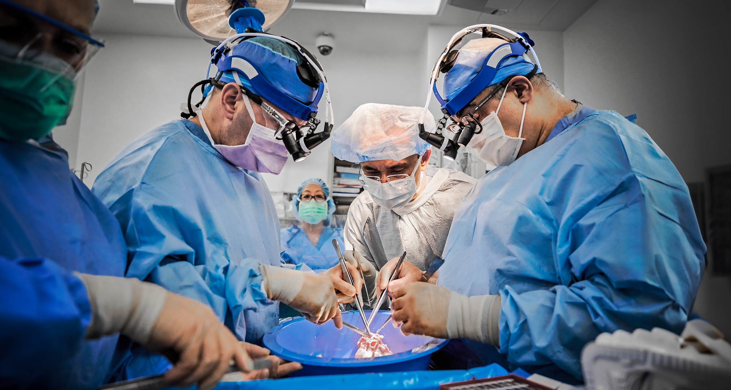 Study Shows Promise of PigtoHuman Heart Xenotransplantation NYU