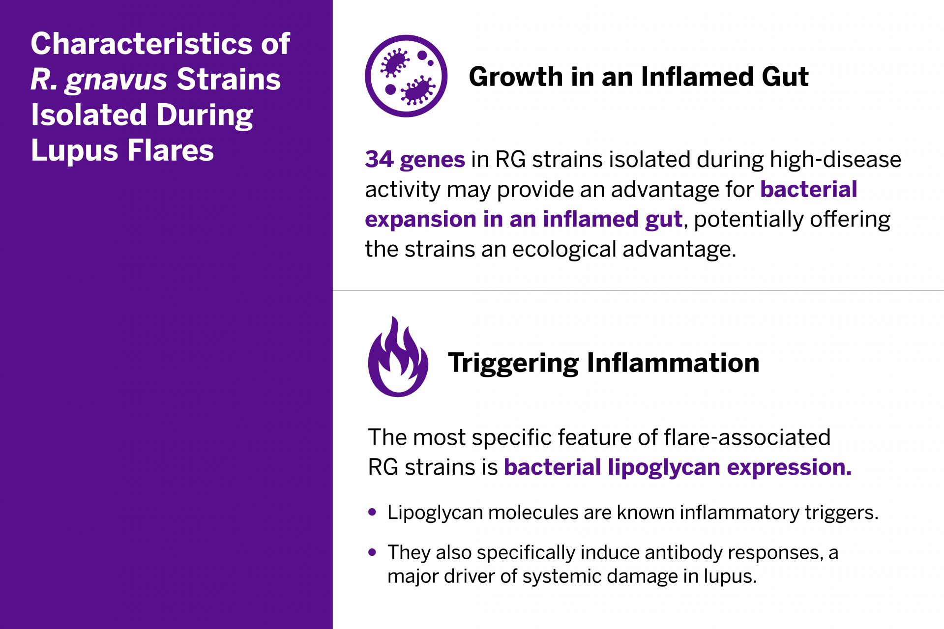 The researchers identified 34 genes that may provide the bacteria a growth advantage in an inflamed gut and isolated specific bacterial lipoglycans recognized as inflammatory triggers.